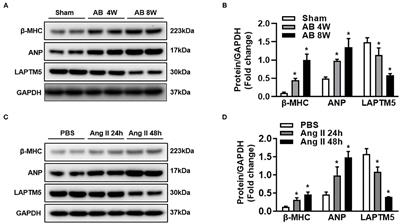 Lysosomal-Associated Protein Transmembrane 5 Functions as a Novel Negative Regulator of Pathological Cardiac Hypertrophy